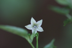 Capsicum annuum